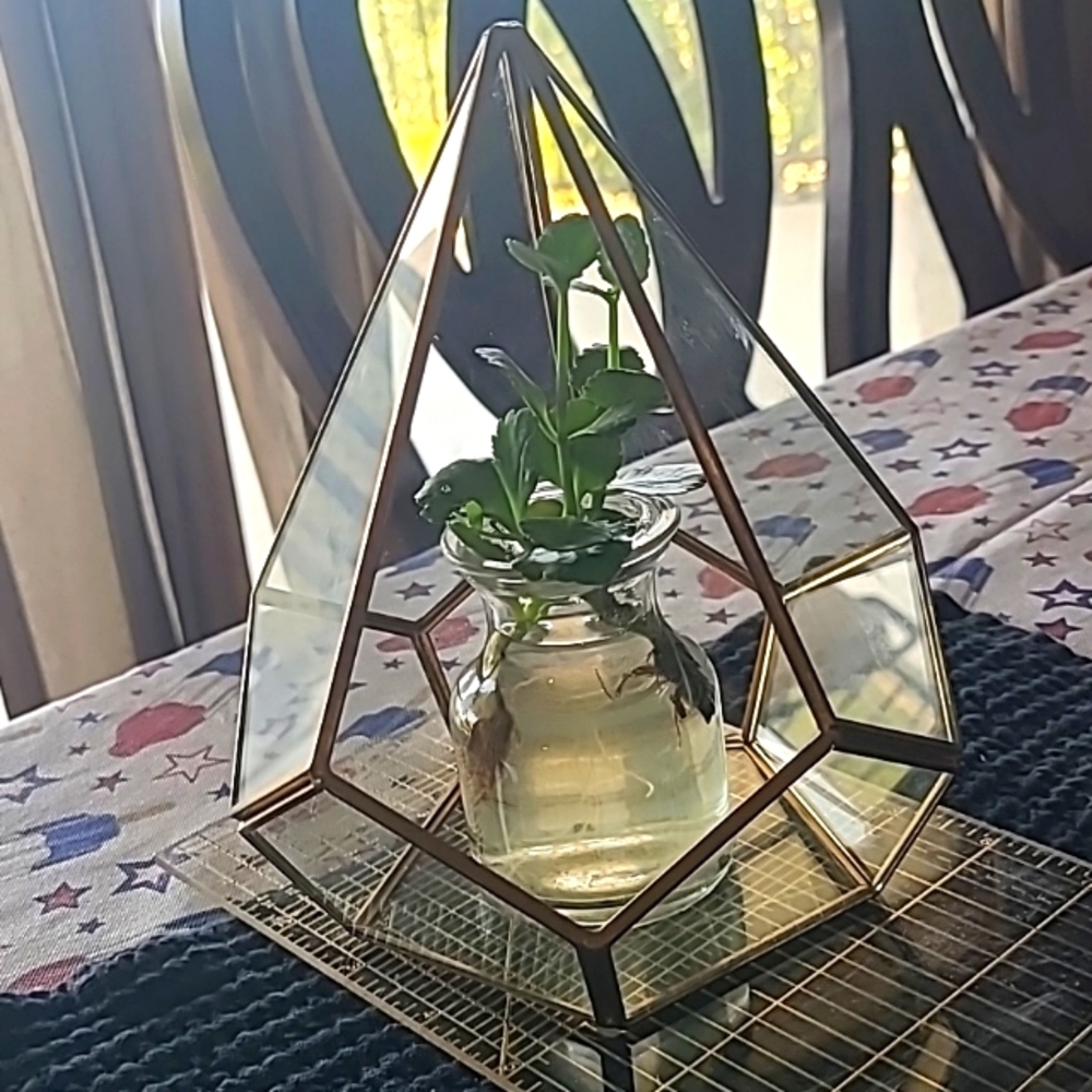 Hexagon terrarium